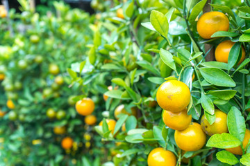 Fresh lemons on tree in garden