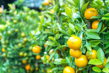 Fresh lemons on tree in garden