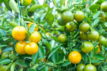 Fresh lemons on tree in garden