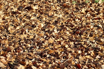 The colorful autumn leaves on the ground and a close view.