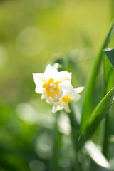 満開のスイセン
