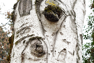 white tree bark with gray lines