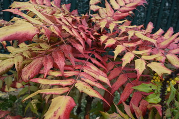 plants in the garden with red and green leaves