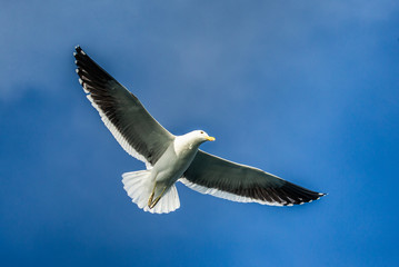 Fototapeta na wymiar Seagull in flight against the blue sky. A beautiful moment of flight. Cape Town. False Bay. South Africa. 