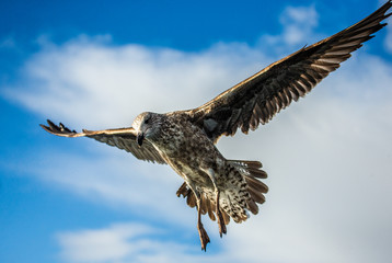Seagull in flight against the blue sky. A beautiful moment of flight. Cape Town. False Bay. South Africa. 