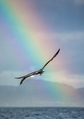 Fototapeta na wymiar Seagull in flight against the blue sky and coastline and against the backdrop of the coastline and a stunning rainbow. A beautiful moment of flight. Cape Town. False Bay. South Africa.