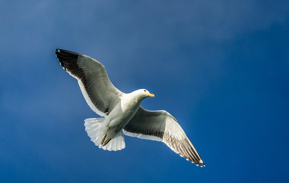 Seagull in flight against the blue sky. A beautiful moment of flight. Cape Town. False Bay. South Africa. 