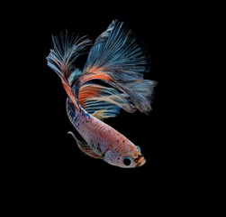 Fototapeta premium Siamese fighting fish colorful fish on a black background, Halfmoon Betta.
