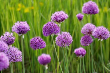 Lauchgewächs (Allium) Blüten