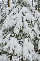 A beautiful winter season scene in Christmas time.