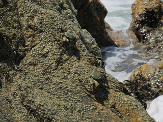 A few grey crab crawling on a rock near the waves of the sea