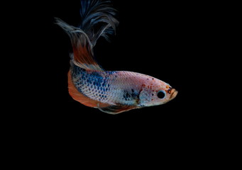 Fototapeta premium Siamese fighting fish colorful fish on a black background, Halfmoon Betta.