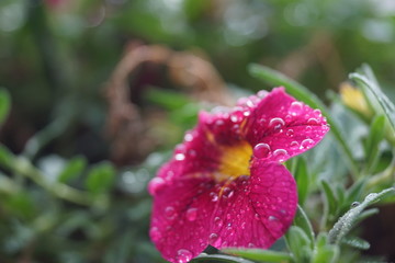 raindrop on a pink flower