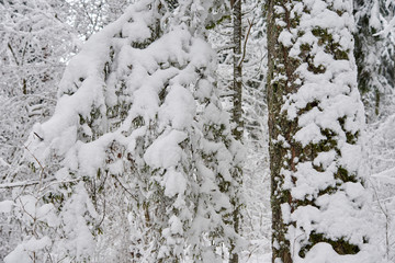 A beautiful winter season scene in Christmas time.