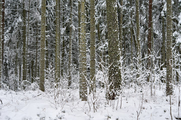 A beautiful winter season scene in Christmas time.