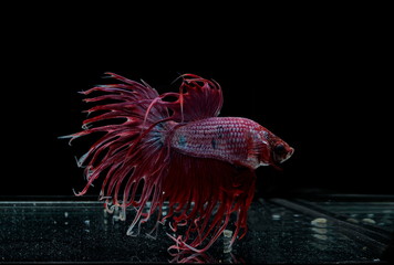 Siamese fighting fish ,Crowntail, red fish on a black background