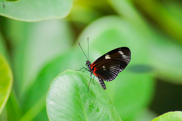 butterfly on a leaf