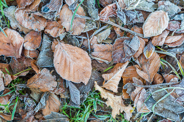 Looking down on frozen leaves, on a frosty winters morning