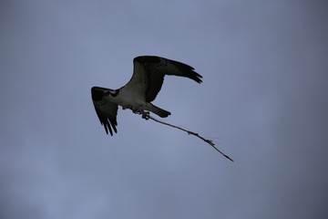 Osprey 