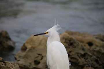 Egret 