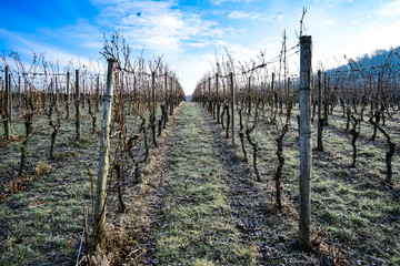 Frost in zwischen den Weinreben 