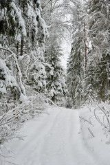 A beautiful winter season scene in Christmas time.