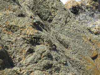 Several marble crabs crawling on the rock on the beach on a clear Sunny day mimicking the color of the stones