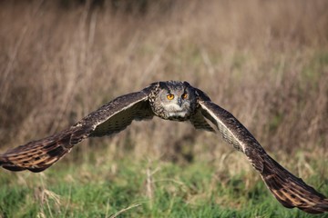 Owl
