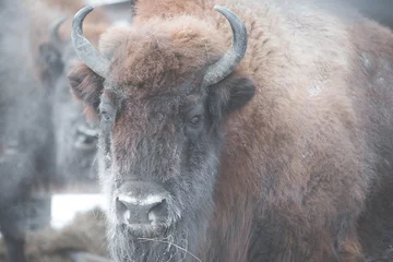 Foto op Plexiglas bizon © Александр Денисюк