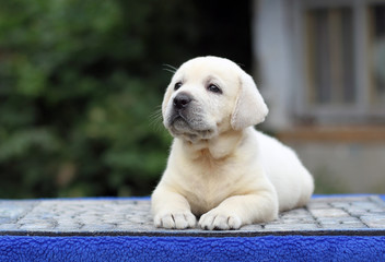 little sweet labrador puppy on a blue background