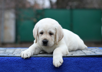 little labrador puppy on a blue background