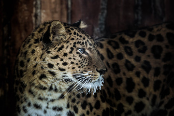 leopard