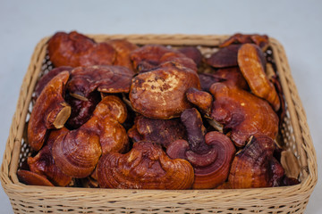 lingzhi mushroom farm
