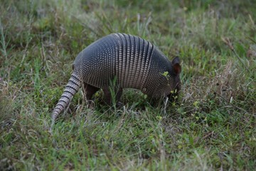Armadillo 