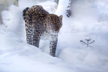 leopard