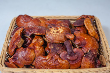 lingzhi mushroom farm