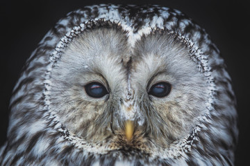 owl