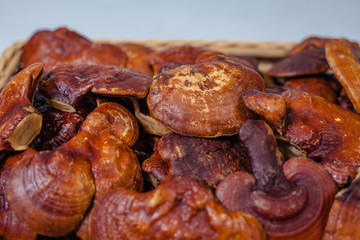 lingzhi mushroom farm
