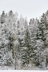 A beautiful winter season scene in Christmas time.