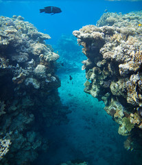 Panorama of coral on the reefs of the red sea.