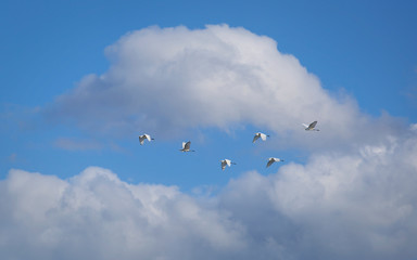 A flock of birds flying in the sky among the clouds. Herons.
