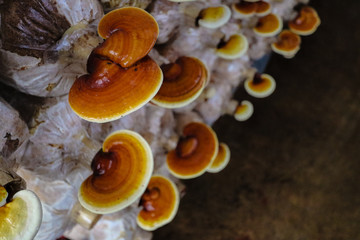 lingzhi mushroom farm