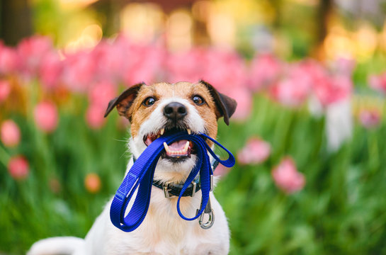 Dog ready for a walk carrying leash in mouth at nice spring morning