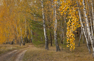 Yellowed leaves on trees in forests and parks.