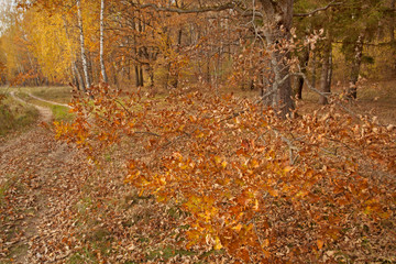 Yellowed leaves on trees in forests and parks.