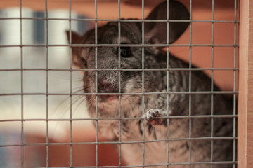 Little fur funny cute little chinchilla sits and misses in a cage. Home chinchilla waiting for the owner.