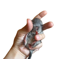 Offspring Little fur funny cute home animal chinchilla.