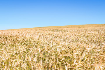 A rolling field of rye under a blue sky in the french countryside.