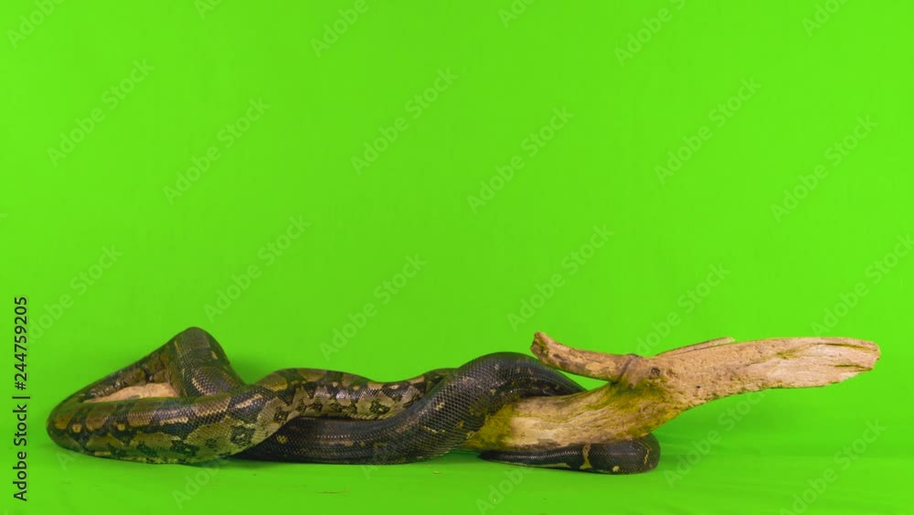 Poster wide full body shot of a ball python snake slithering across a log against a green chroma key screen