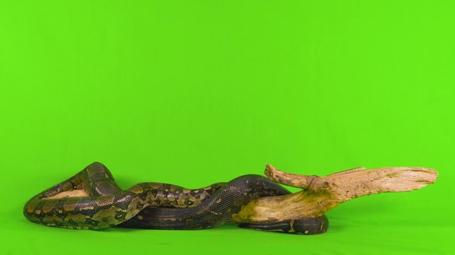 Wide full body shot of a ball python snake slithering across a log against a green chroma key screen background